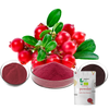 Extrato de Cranberry Proantocianidinas Cranberry Fruit Powder